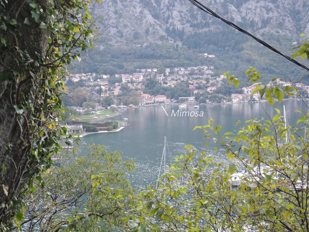 Apartment Mimosa Kotor Habitación foto